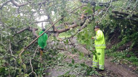 Pembersihan Material Pohon Tumbang di Jalan Raya Ularan